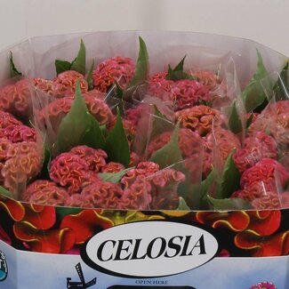 Freshy Celosia C Act Ziva