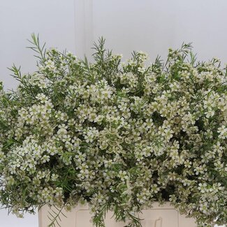 Freshy Chamelaucium Un Ofir