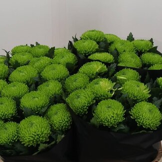 Freshy Chrysant deco Alemani