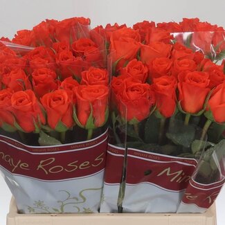 Freshy Rose “Patz” | Couleur: Orange | Longueur ± 40 centimeter | Par 20 fleurs fraîches