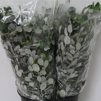 Freshy Pittosporum Ralphii | Couleur: Vert | Longueur ± 60 centimeter | 400 gram par bouquet | Par 5 bouquets