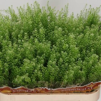 Freshy Lepidium Green Bell