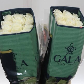 Freshy Grootbloemige Roos “Playa Blanca” | Kleur: Wit | Lengte ± 40 centimeter | Herkomst Ecuador | Per 25 verse bloemen