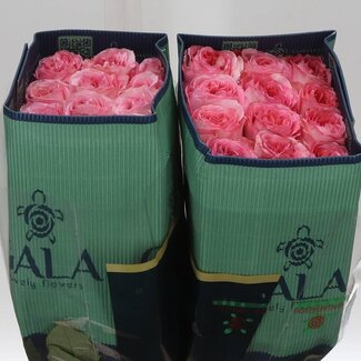 Freshy Grootbloemige Roos “Pink X-pression” | Kleur: Roze | Lengte ± 40 centimeter | Herkomst Ecuador | Per 25 verse bloemen