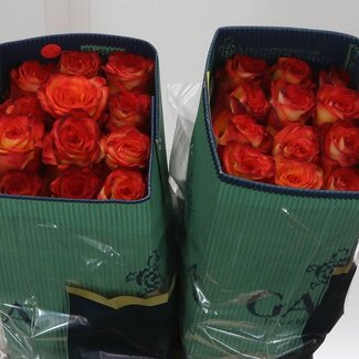 Freshy Grootbloemige Roos “High & Magic” | Kleur: Geel | Lengte ± 40 centimeter | Herkomst Ecuador | Per 25 verse bloemen