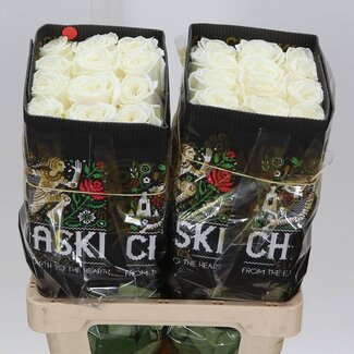 Freshy Grootbloemige Roos “Playa Blanca” | Kleur: Wit | Lengte ± 60 centimeter | Herkomst Ecuador | Per 25 verse bloemen