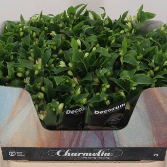 Freshy Alstroemeria Fl “Charmelia” | Kleur: Roze | Lengte ± 75 centimeter | Per 10 stelen verse bloemen