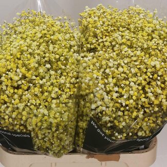 Freshy Gypsophila Gipskruid Kleurbehandeld “Geel” | Kleur: Geel | Lengte ± 80 centimeter | Per 25 stelen verse bloemen