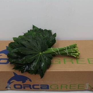 Freshy Aralia 50cm (p. bos)