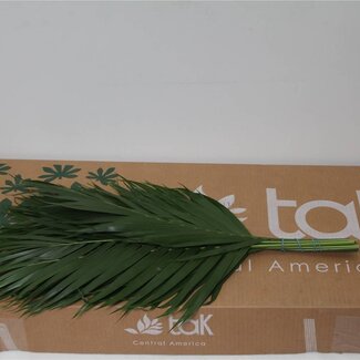 Freshy Chamaedorea Catpalm 60cm (p. bos)