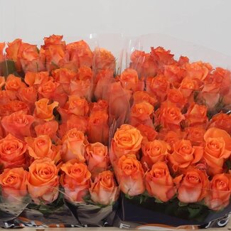 Freshy Rosa Twilight