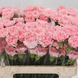 Freshy Korte Anjer “Doncel” | Kleur: Roze | Lengte ± 55 centimeter | Per 20 verse bloemen