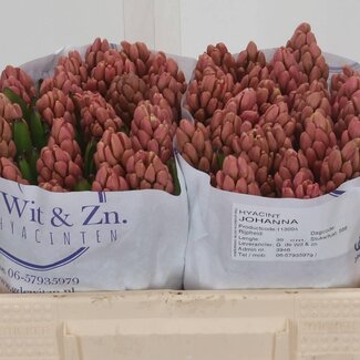 Freshy Hyacinth Johanna