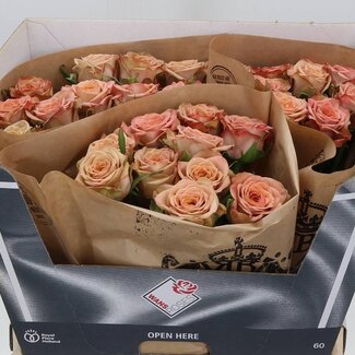 Freshy Roos “Cappuccino” | Kleur: Roze | Lengte ± 60 centimeter | Per 10 verse bloemen