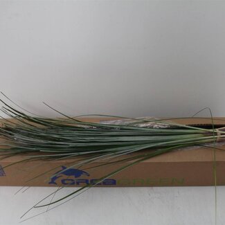 Freshy Beargrass x20 (p. bos)