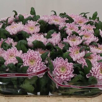 Freshy Chrysant deco Rossano