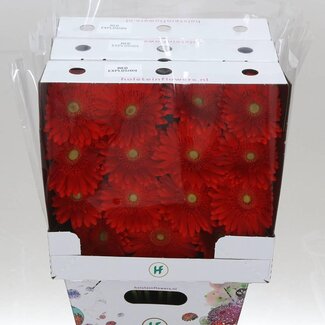 Freshy Gerbera Gr Aqua “Red Explosion” | Kleur: Rood | Lengte ± 50 centimeter | Per 15 verse bloemen