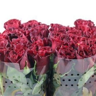 Freshy Rose “Hearts” | Farbe: Rot | Länge ± 50 centimeter | Pro 25 frische Blumen