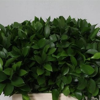 Freshy Ruscus Hypophyllum