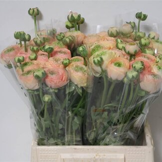 Freshy Ranunculus Cloony L X10 Tuareg