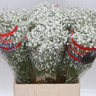 Freshy Gypsophila Paniculata Gipskruid “Xlence” | Kleur: Wit | Lengte ± 70 centimeter | Per 25 stelen verse bloemen