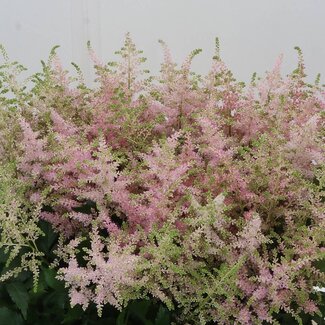 Freshy Astilbe Ja Europa