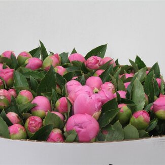 Freshy Paeonia L Jules Elie 60cm