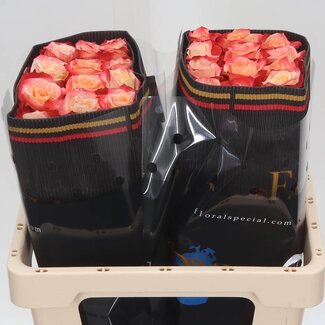 Freshy Grootbloemige Roos “Cabaret” | Kleur: Wit Roze | Lengte ± 50 centimeter | Herkomst Ecuador | Per 20 verse bloemen