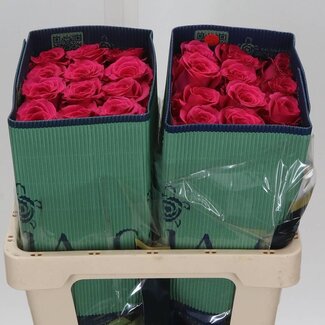 Freshy Grootbloemige Roos “Full Monty” | Kleur: Roze | Lengte ± 50 centimeter | Herkomst Ecuador | Per 25 verse bloemen