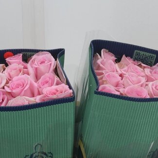 Freshy Grootbloemige Roos “Jessika” | Kleur: Roze | Lengte ± 50 centimeter | Herkomst Ecuador | Per 25 verse bloemen