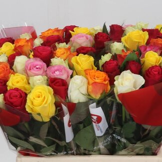Freshy Roos Gemengd | Kleur: Gemengde Kleuren | Lengte ± 40 centimeter | Per 20 verse bloemen