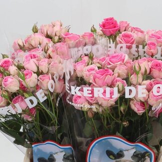 Freshy Trosroos “Mimi Eden” | Kleur: Roze | Lengte ± 40 centimeter | Per 20 verse bloemen