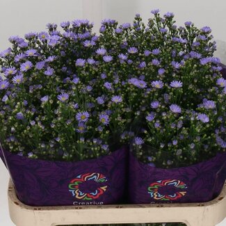 Freshy Aster Cassandra