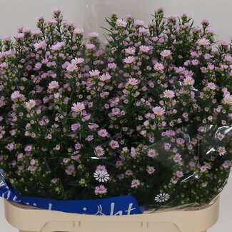 Freshy Hollandse Aster “Claudia” | Kleur: Paars | Lengte ± 80 centimeter | Per 25 verse bloemen