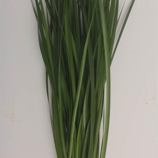 Freshy Typha Kort (p. bos)