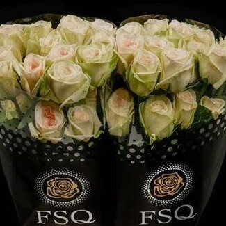 Freshy Grootbloemige Roos “Gar White Ohara” | Kleur: Wit | Lengte ± 50 centimeter | Herkomst Ecuador | Per 20 verse bloemen