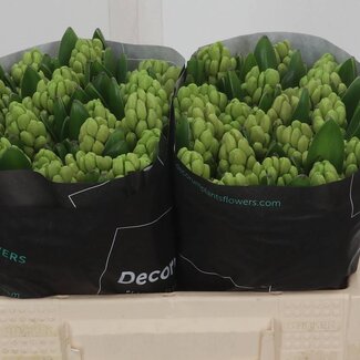 Freshy Hyacinth “China Pink” | Kleur: Roze | Lengte ± 30 centimeter | Per 25 verse bloemen