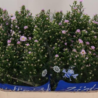 Freshy Aster Claudia Hollands