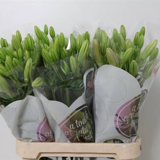 Freshy Lelie Longi x Aziatic Aqua Tirreno