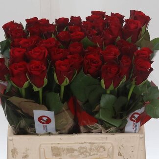 Freshy Rosa Red Ribbon