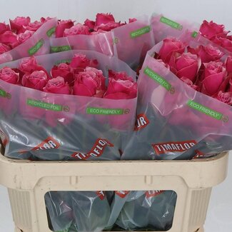 Freshy Roos “Majestic Athena” | Kleur: Roze | Lengte ± 70 centimeter | Per 10 verse bloemen