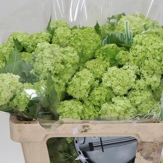 Freshy Viburnum Sneeuwbal | 4 koppen | Kleur: Wit | Lengte ± 50 centimeter | Per 10 stelen verse bloemen