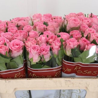 Freshy Rosa Seductive