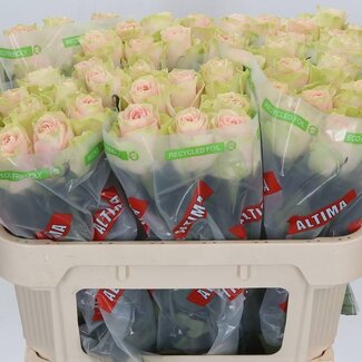 Freshy Roos “Frutetto” | Kleur: Roze | Lengte ± 70 centimeter | Per 10 verse bloemen