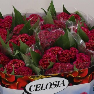 Freshy Celosia C Act Rima