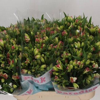 Freshy Alstroemeria Fl Pink Paradiso