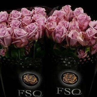 Freshy Grootbloemige Roos “Avant Garde” | Kleur: Paars | Lengte ± 40 centimeter | Herkomst Ecuador | Per 20 verse bloemen