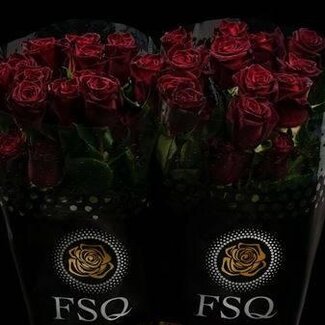 Freshy R Eq Black Baccara