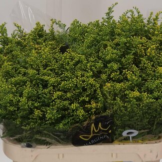 Freshy Solidago Carzan Glory