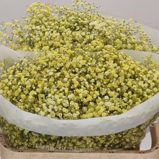 Freshy Gypsophila Gipskruid Kleurbehandeld “Geel” | Kleur: Geel | Lengte ± 75 centimeter | Per 25 stelen verse bloemen